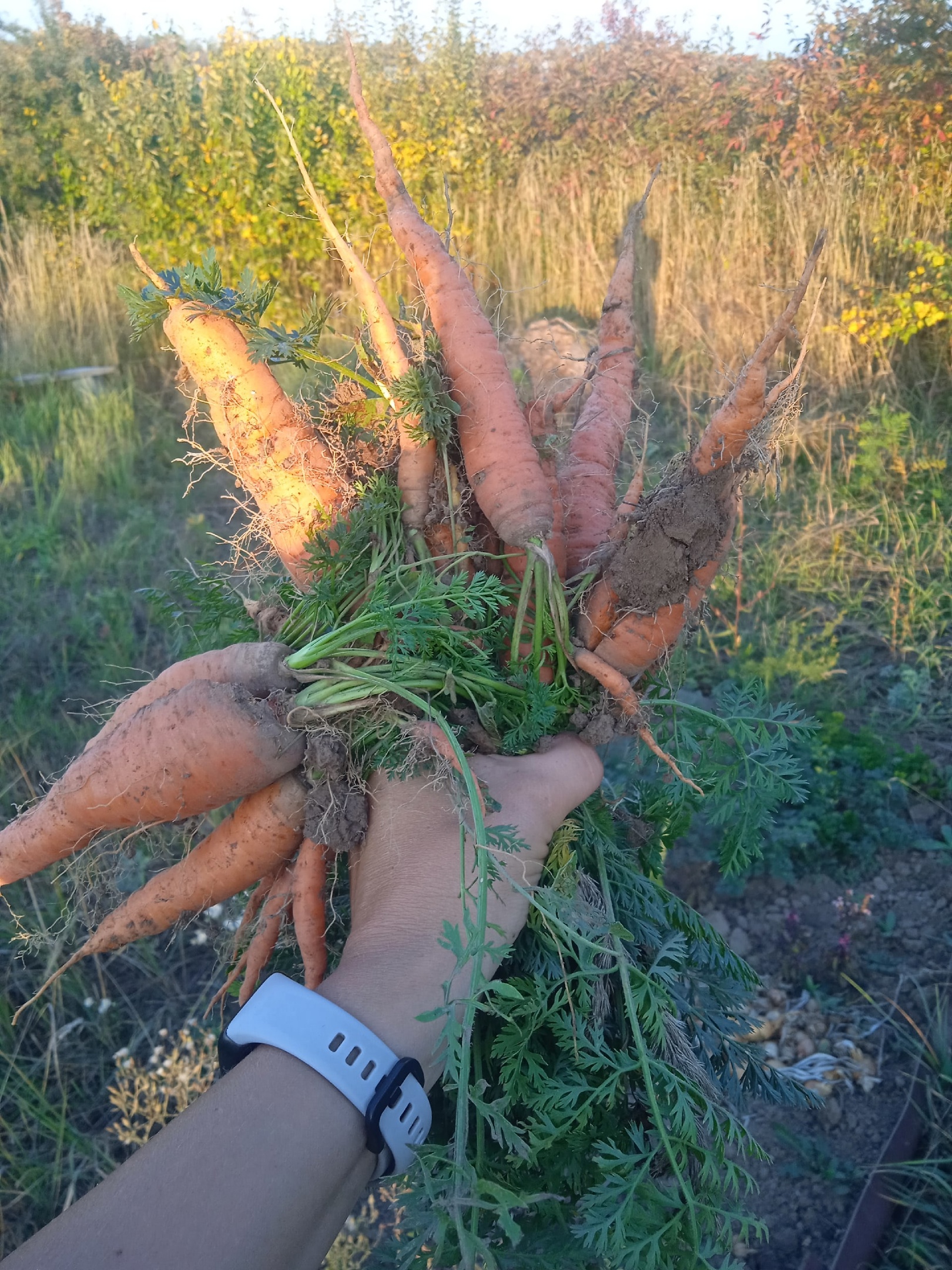 Морковь сразу ускорит рост: полейте грядку этим раствором и удивитесь рекордному урожаю 