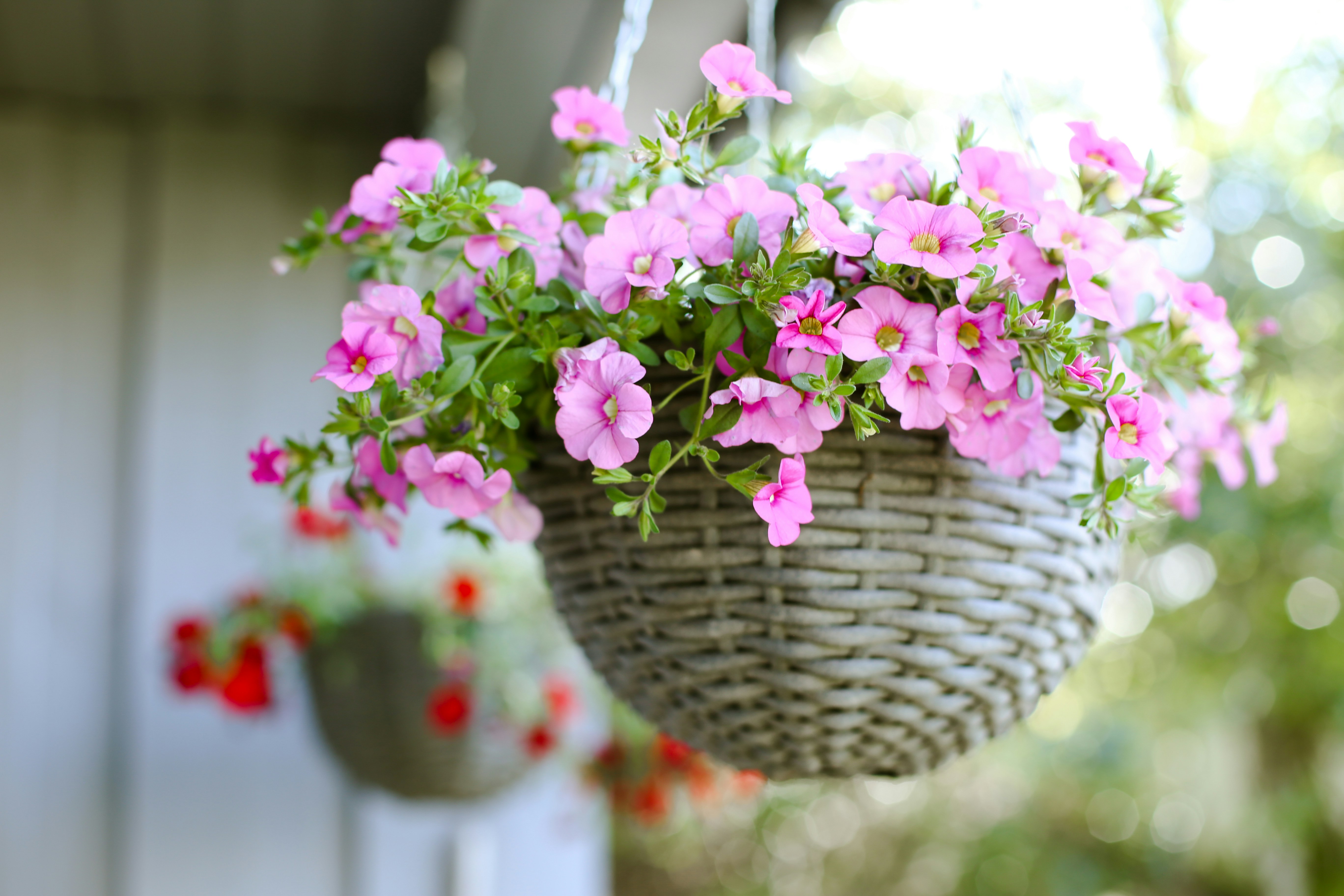 Как превратить петунию в цветочный шедевр: советы опытных садоводов
