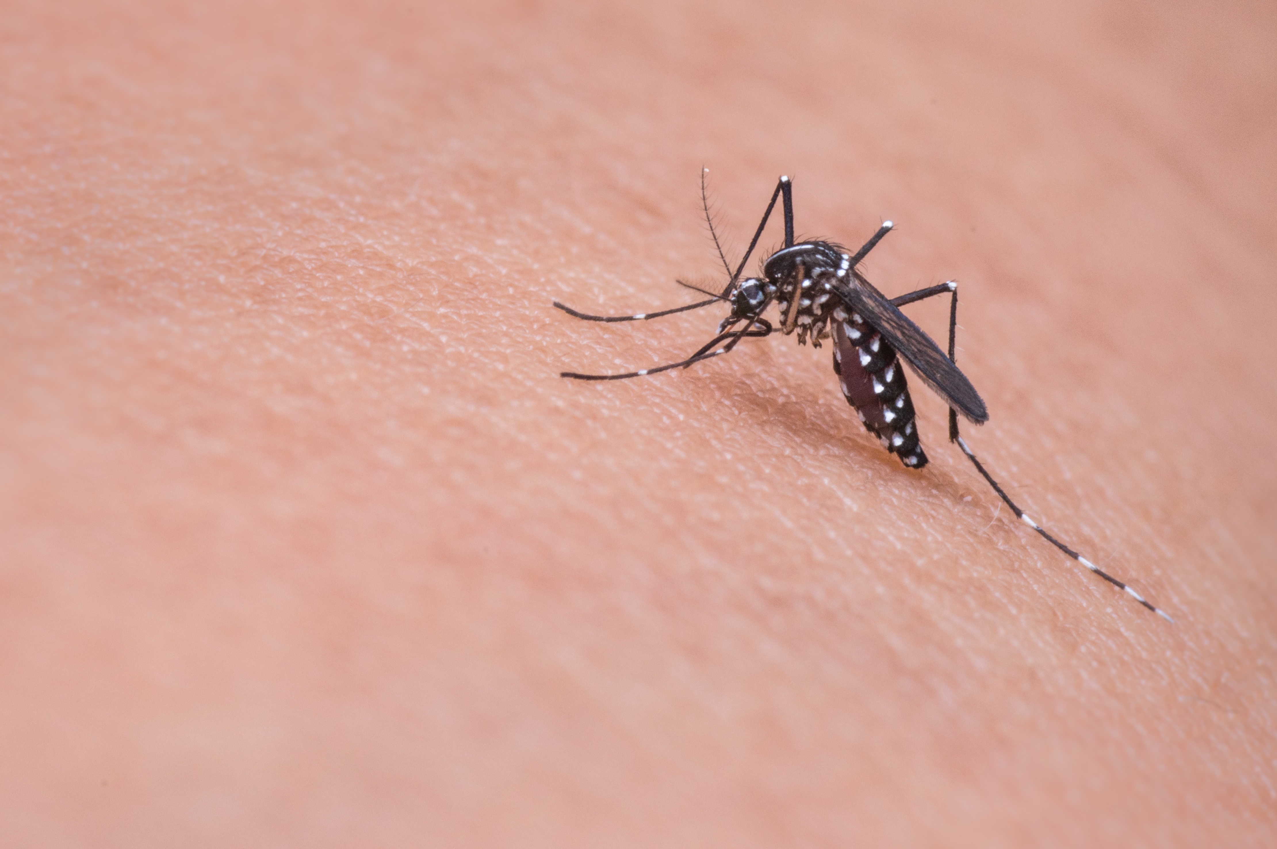 Жужжащая угроза: эксперт рассказал, можно ли умереть от множества укусов комаров