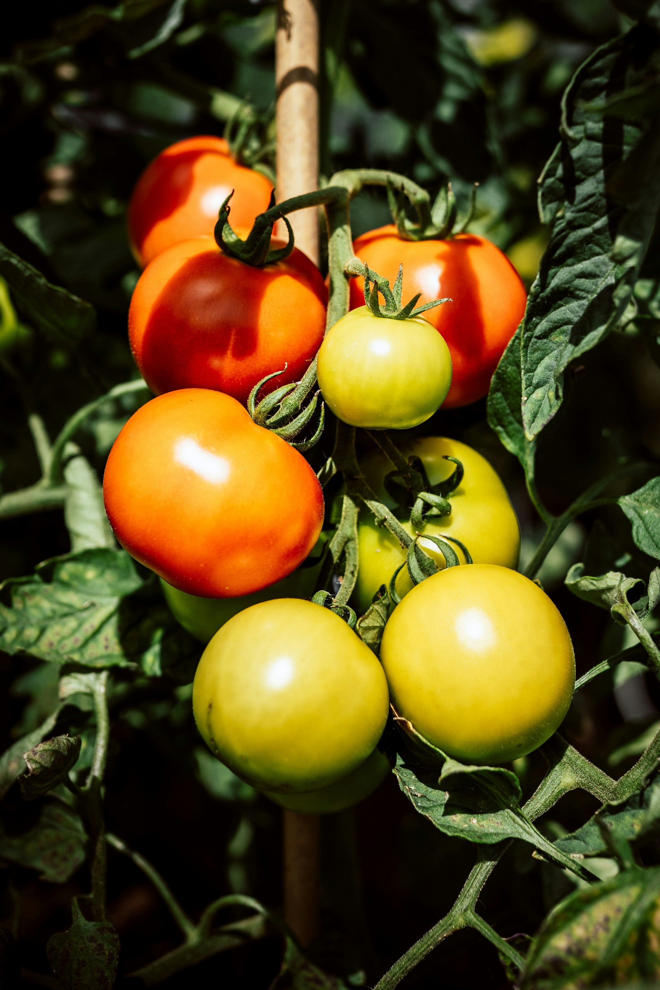 Помидоры пойдут как на дрожжах: эта подкормка заставит томаты плодоносить без остановки