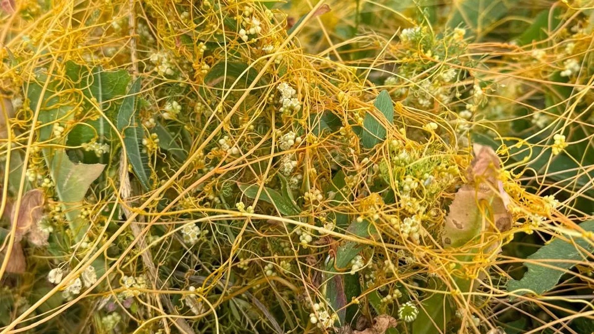 Ядовитые заросли растения-паразита обнаружили в Сергачском районе