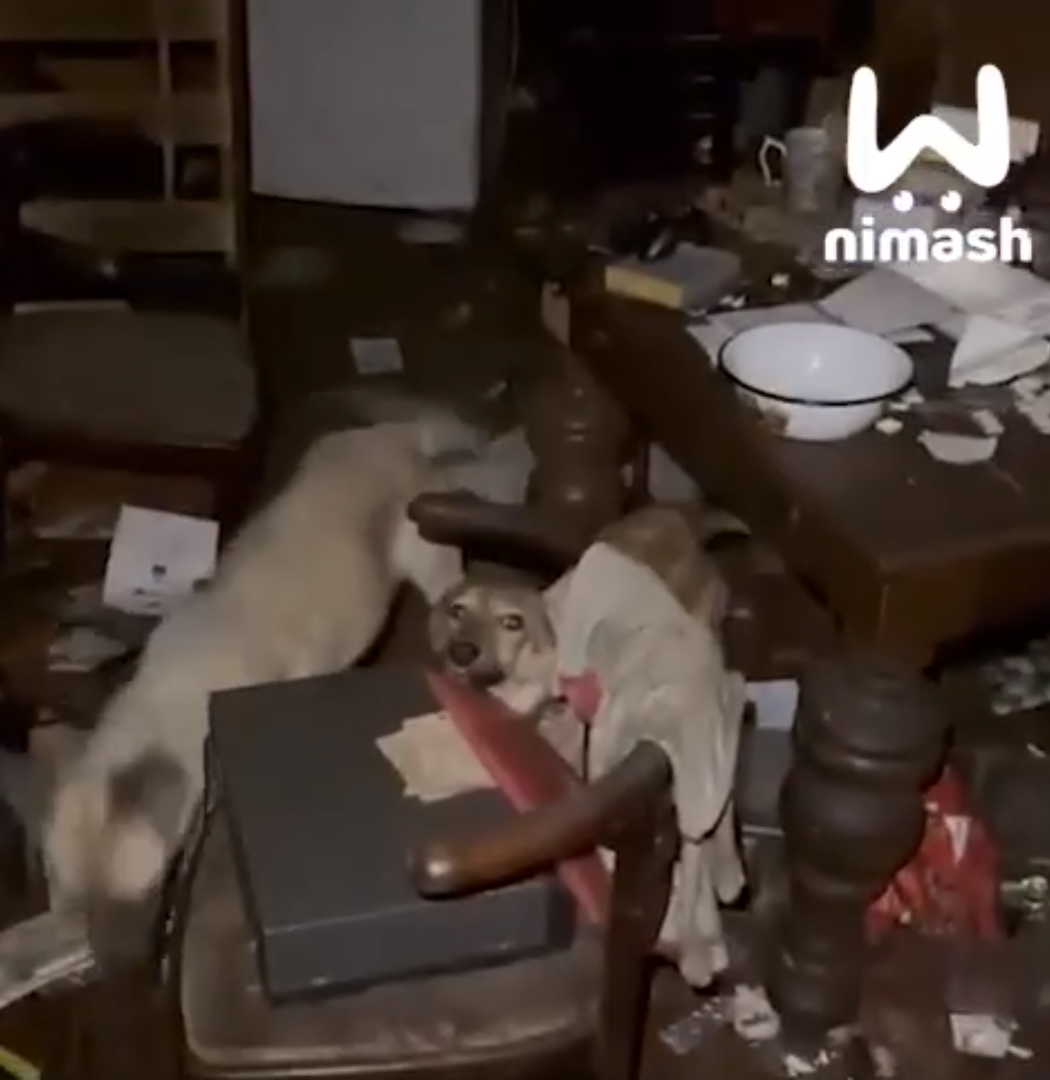 В Нижегородской области обнаружили дом, в котором живодер держал собак среди трупов их сородичей