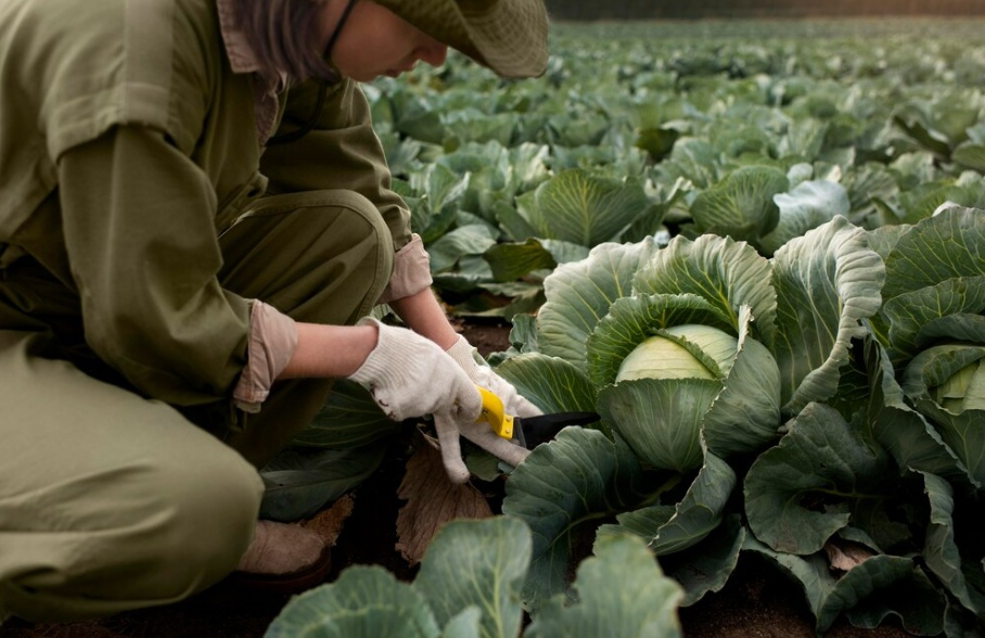 Моментальная борьба с мокрой гнилью на капусте: агроном советует проверенный метод 