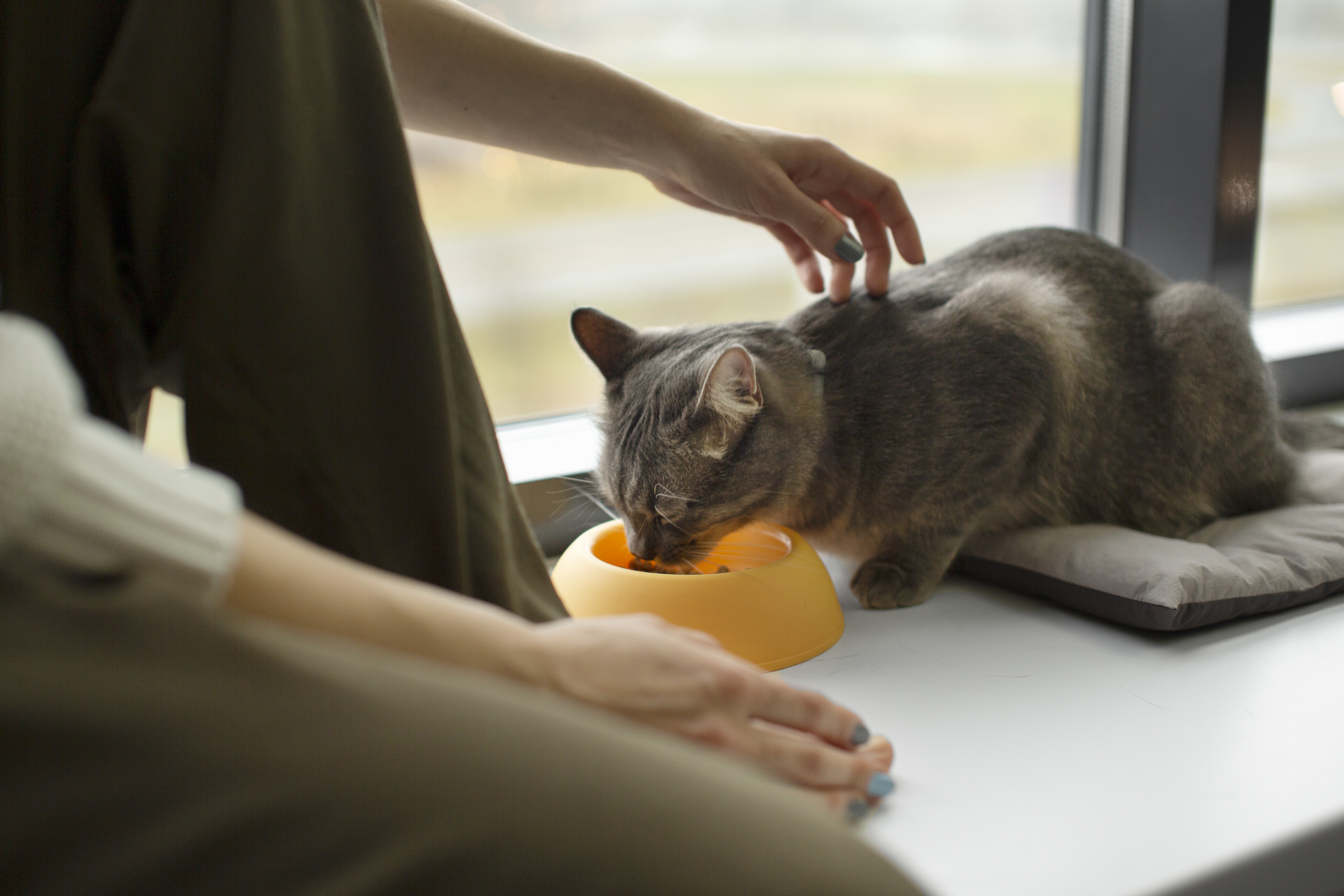Роскачество назвало самые опасные корма для кошек: антибиотики, недостаток витаминов и мяса