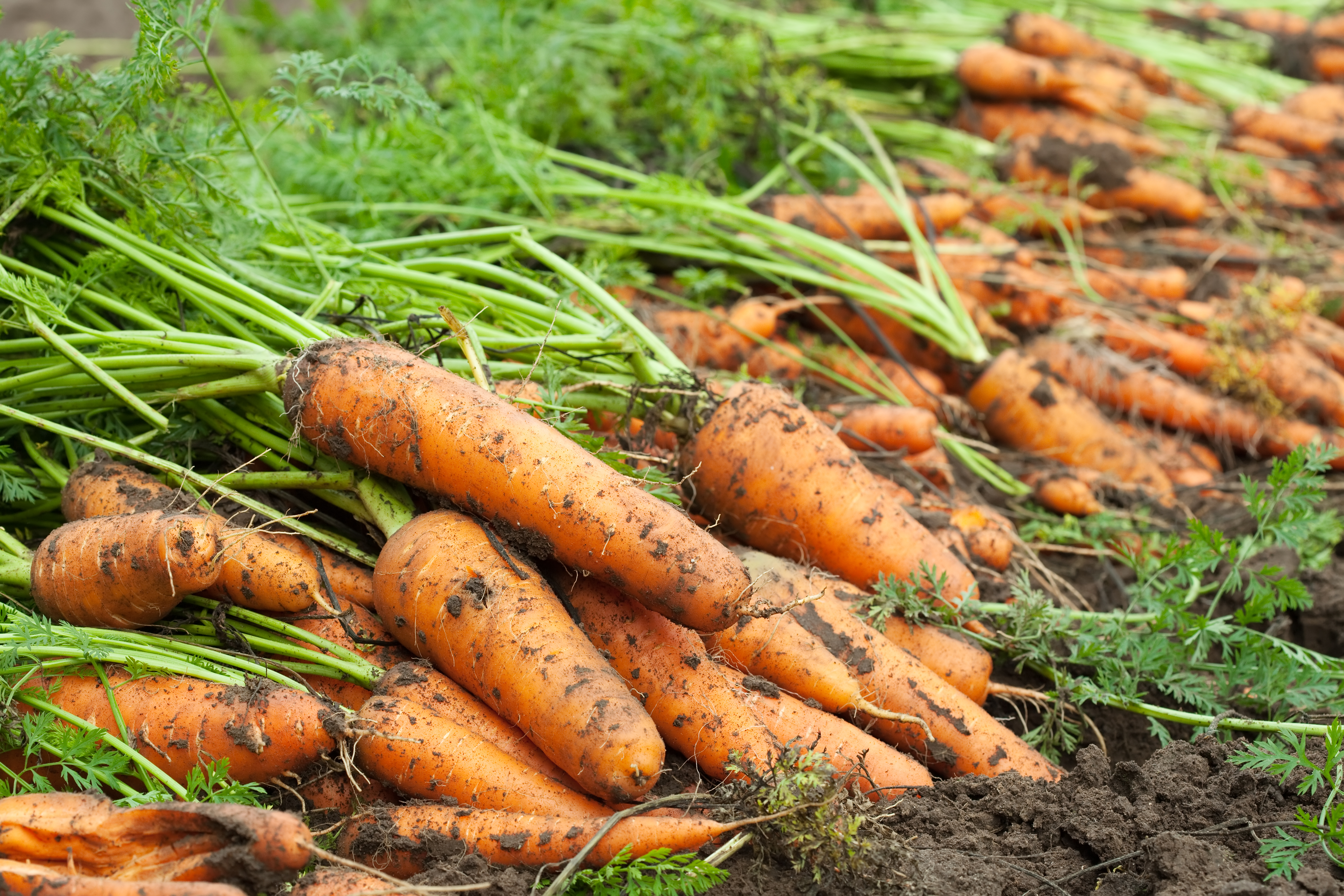 Урожай попрет как на дрожжах: 4 шага к сочной и сахаристой моркови, которые нельзя пропустить в июле