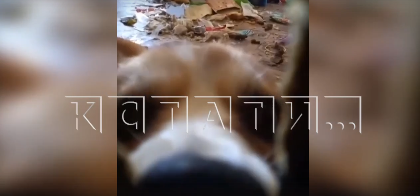 Собака, просидевшая несколько дней одна в квартире в Дзержинске, прогрызла дырку в стене