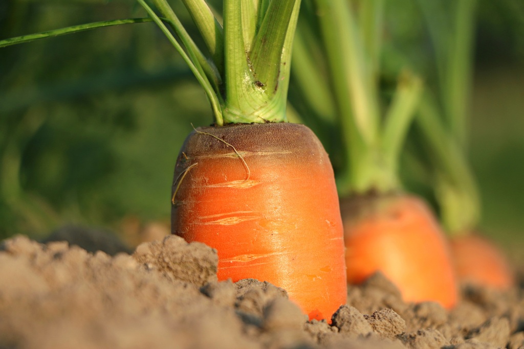 Морковь сразу пойдёт в рост: удобряйте грядку этим раствором в июле, соберите рекордный урожай