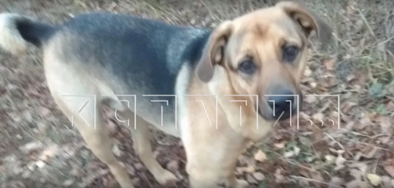 Истерзанный пес Михалыч обнаружен в заброшенном доме в Володарском районе 