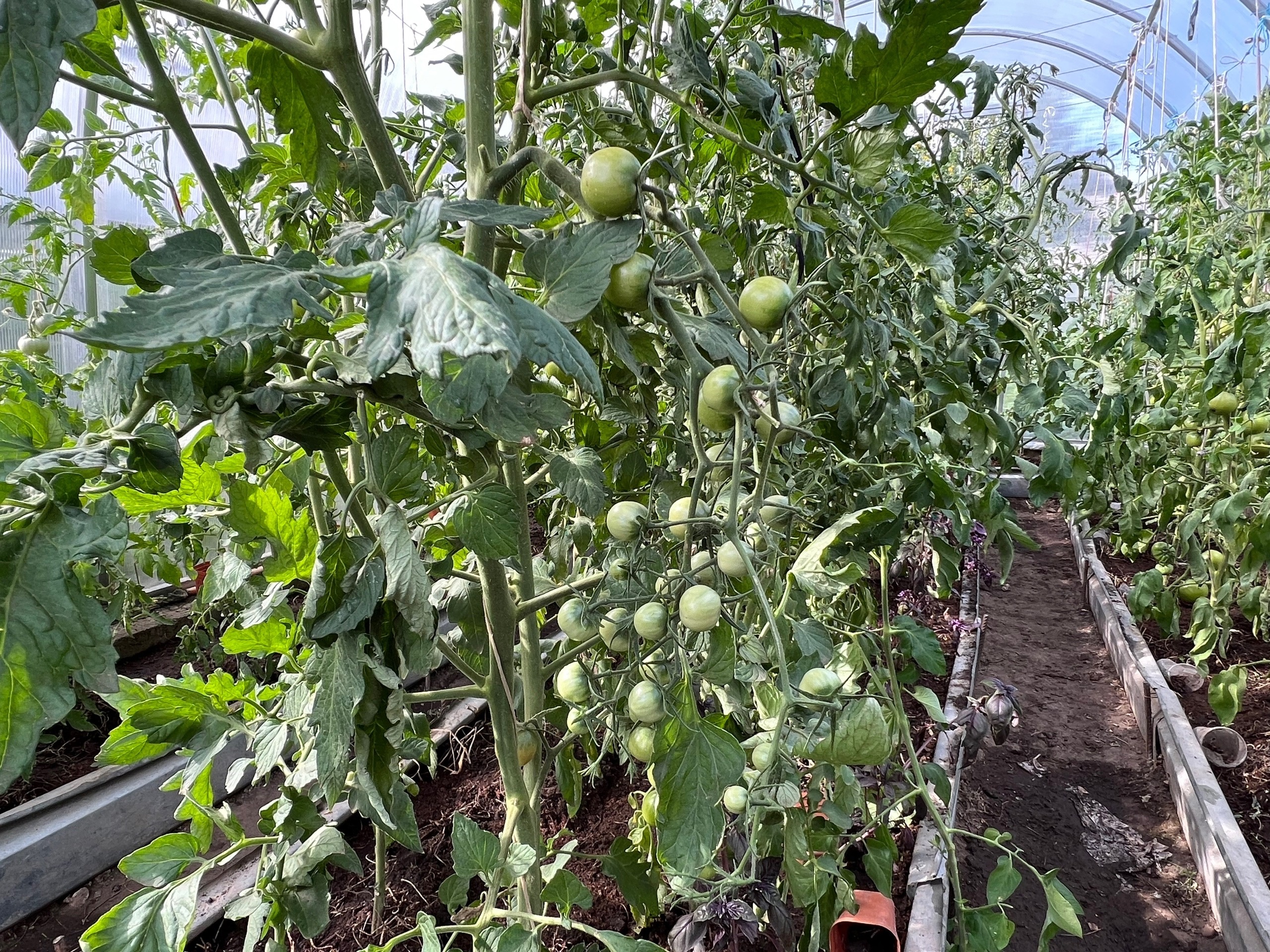 Соседи обзавидуются: воткните в помидоры зубочистку в августе - урожай поразит воображение