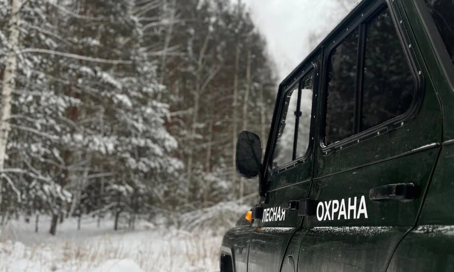 Пять случаев незаконной вырубки леса выявили с начала года в Нижегородской области 