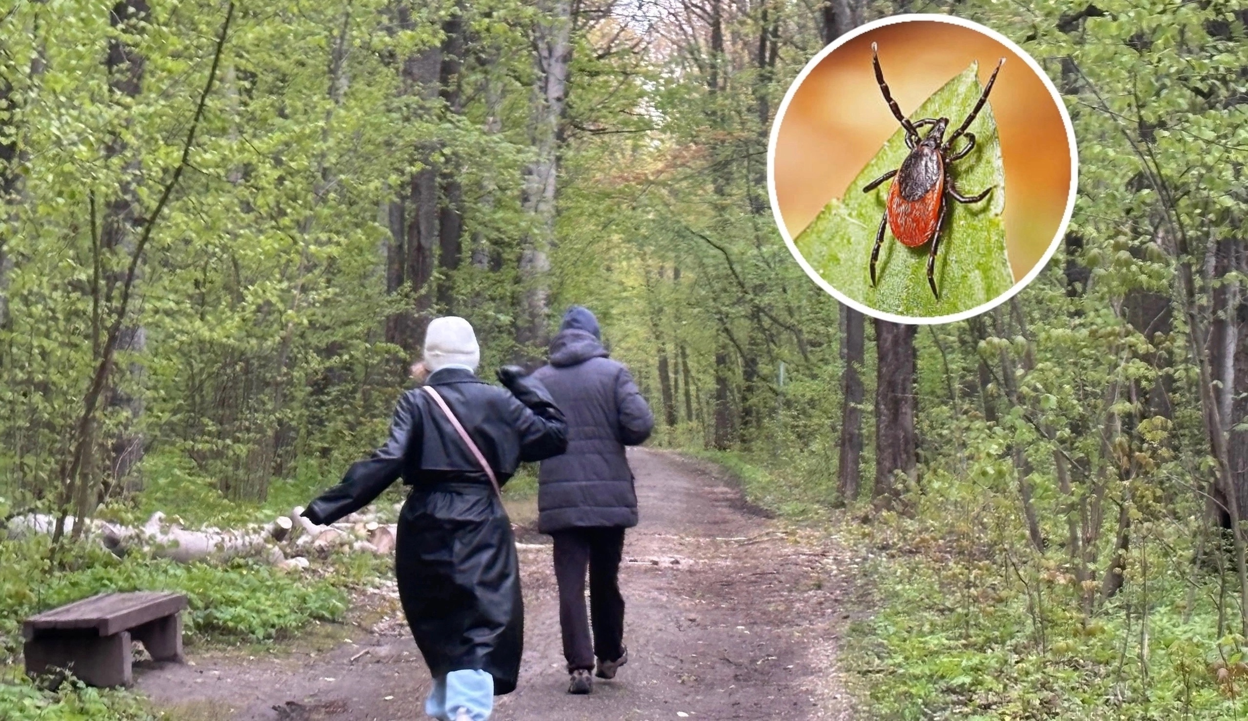 В Нижегородской области зафиксировали первого в этом году заразного клеща