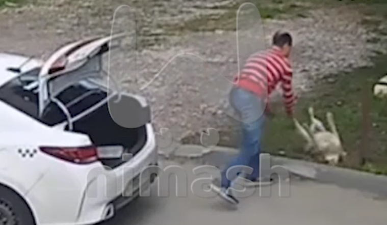 В Нижнем Новгороде мужчина жестоко избавился от собаки, швырнув ее у ворот приюта