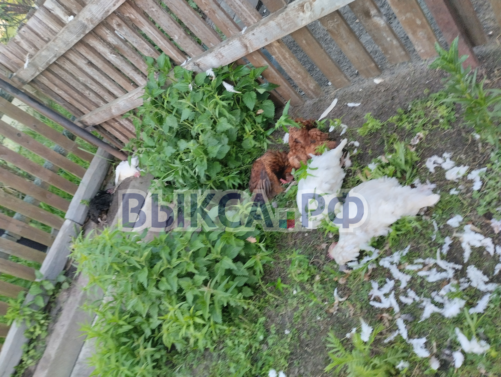 В Выксунском районе прожорливая лиса залезла в курятник сельских жителей и загрызла 13 кур из 14