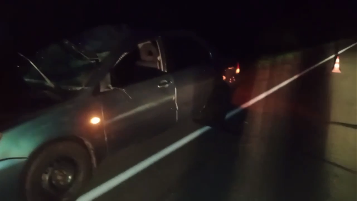 Лось погиб под колесами автомобиля на трассе Тонкино - Шахунья