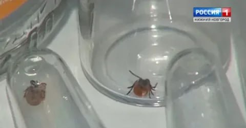 выявлен первый случай клещевого энцефалита