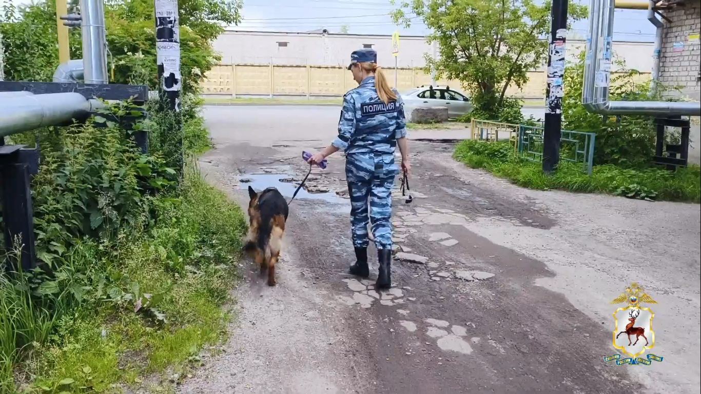 Собака Ялта помогла найти сладкоежку-грабителя в Канавинском районе