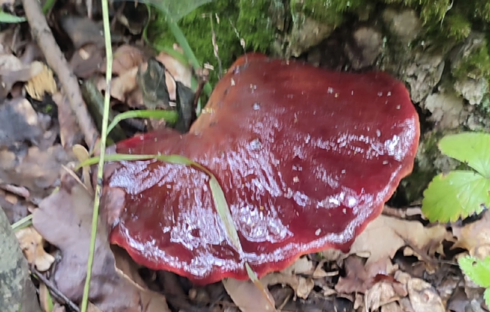 Загадочный гриб из Гагинского района нашли местные грибники: стоит ли бояться незнакомца