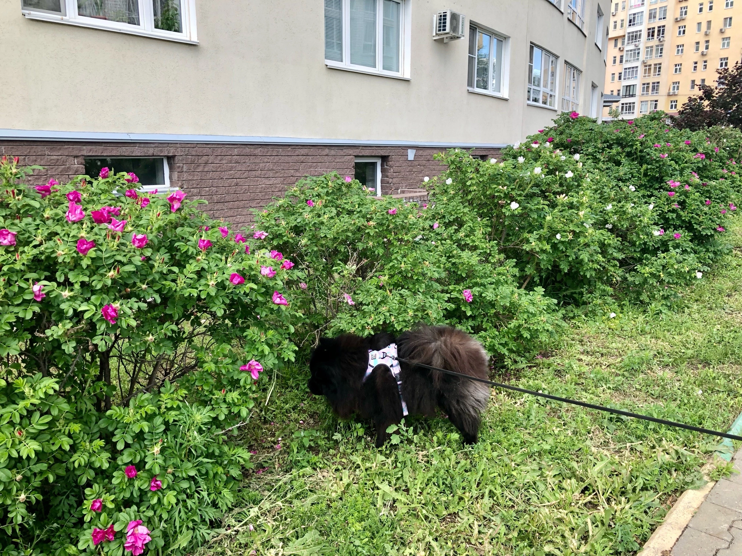 в Нижегородской области объявили новые правила содержания домашних животных