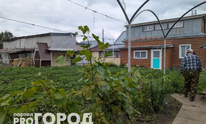 Толпа китайцев стояла у бабушкиного огорода и умоляла продать им сорняк: "русское чудо", которое в России не ценят