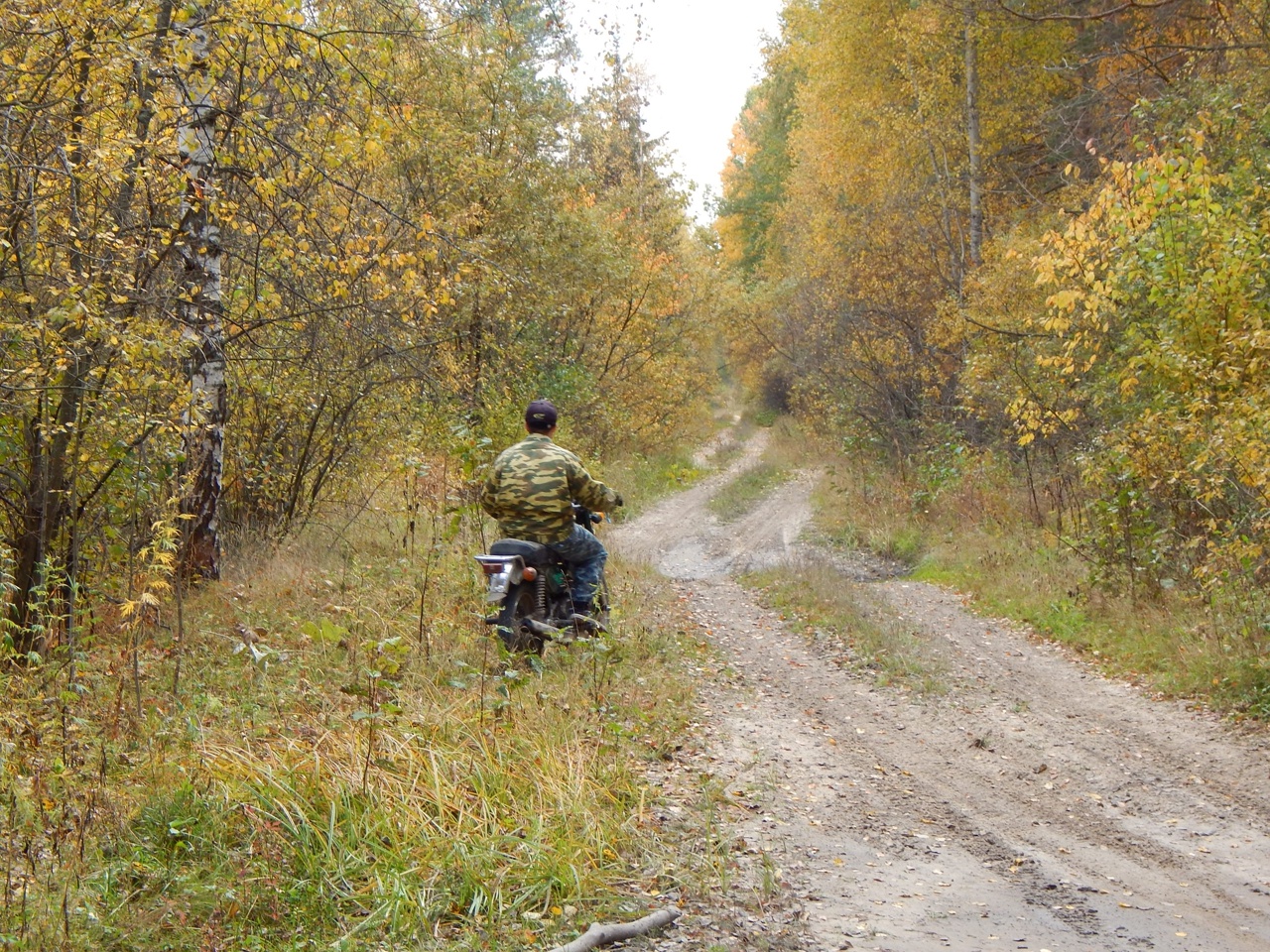 Нижегородцам рассказали, что делать, если нашли тушу животного в лесу