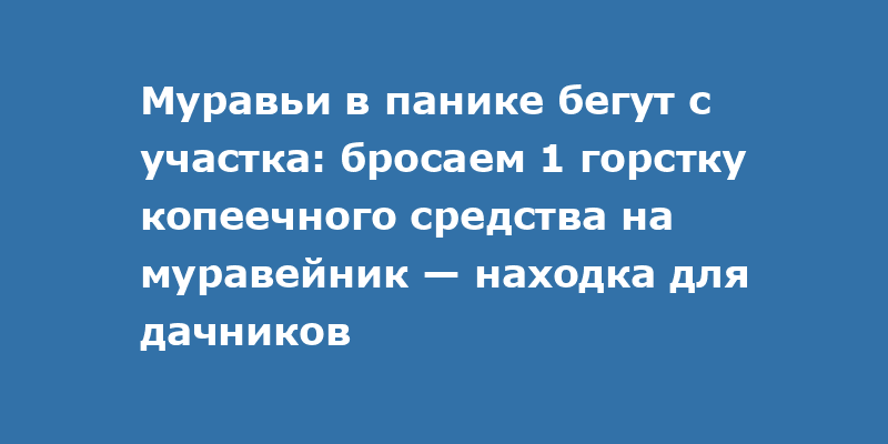 Муравьи в панике бегут с участка: бросаем 1 горстку копеечного средства на муравейник — находка для дачников
